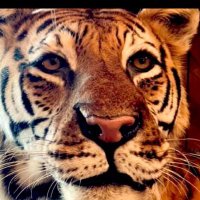 Emilio (@emilio57em) 's Twitter Profile