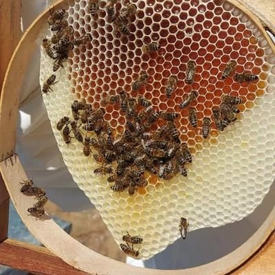 balciabla's profile picture. Bal dünyasının balcı ablasıyım