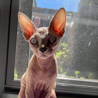 Michael Issa (@michaelissamd) 's Twitter Profile