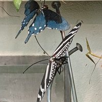 ajbrant29 (@ajbrant29) 's Twitter Profile