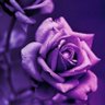 Darken_Shadow_'s profile picture. 
