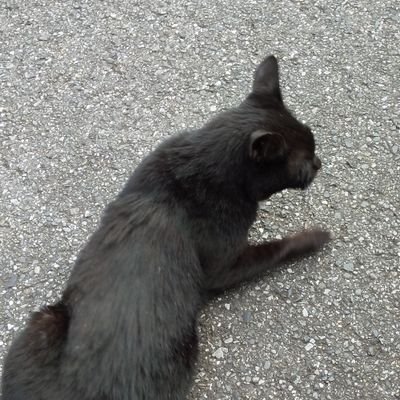 無言フォローします
高卒20↑成人済み
アニメ ゲーム マンガ 猫 大好き
こんなのですがよろしくお願いします