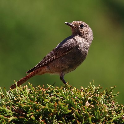 RenderedDevX's profile picture. Media Maker, Developer, and Trainee Voice Actor.