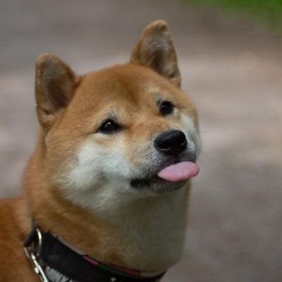 sendnoodles Profile