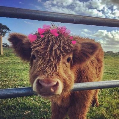 posting cows every hour or more!