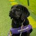 WBAL-TV Puppy (@wbaltvpuppy) Twitter profile photo WBAL-TV Puppy (@wbaltvpuppy) Twitter profile photo