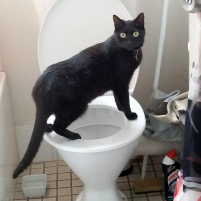 Mum of Miss Middy RIP💔, Now Mum to Jack and Lulu, lover of animals,especially cheeky cats!... No SEX CRAP,NO POLITICS AND I CAN'T'DONATE'. I'M BROKE TOO!!..