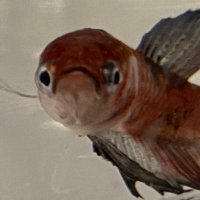 angry (@10ndi3) 's Twitter Profile