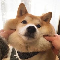 TheDog (@thedog0402) 's Twitter Profile