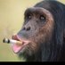 Sir Bigass Monke (@bigassmonke) Twitter profile photo Sir Bigass Monke (@bigassmonke) Twitter profile photo