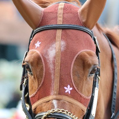 ganfu0302's profile picture. オルフェーヴル産駒を中心に撮影しています