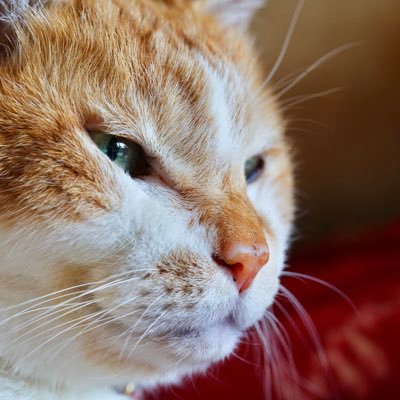 楽器弾いて自転車乗る三十路男。ギーク気質。ギター🎸ピアノ🎹猫🐈自然🏔自転車🚲が好き。写真素人📸🔰 無言フォローお許しください。🎸Fujigen,Ibanez 📸SONY α9 🚲中華カーボン 無言フォローお気軽にどうぞ。