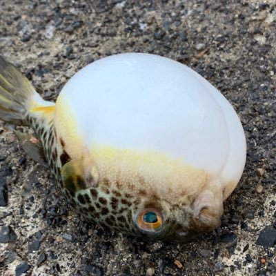 雑魚です😳株ちまちま🫣リスク管理ヨリ徹底に😣