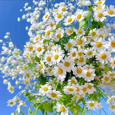 yorgun_sv's profile picture. yurt dışı eğitim danışmanı