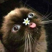 koi♡- offline (@_koiii__) 's Twitter Profile