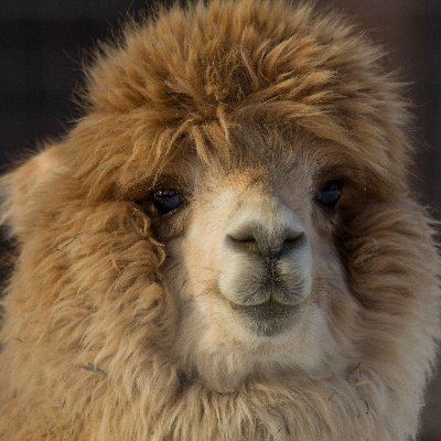 crypto-curious alpaca 🦙
hunting hidden gems & analyzing Web3 projects
profit, vibes & community
my herd: https://t.co/XSe3tQpH8F 🚀