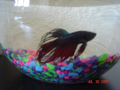 420freedom's profile picture. Emoji Translator