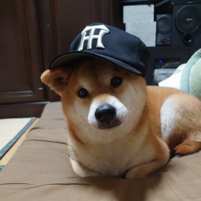 柴犬（テツ）♂を飼っています🐕  
飼い主は、阪神タイガースのファンです⚾
YouTube
皆のアニマルちゃんねる

アニ☆ちゃんで紹介していただきました。
https://t.co/wvvjc1RjRc

2022年3月15日初投稿。Twitter初心者🔰
#神社参拝#野球観戦