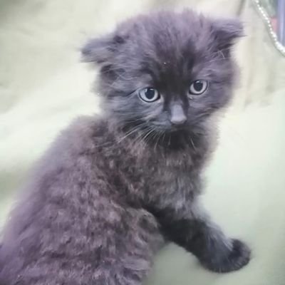 SatoMoto77's profile picture. 