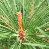 newLEAF (@newleaf_trees) Twitter profile photo