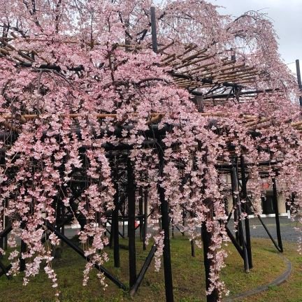 hirochigu's profile picture. 