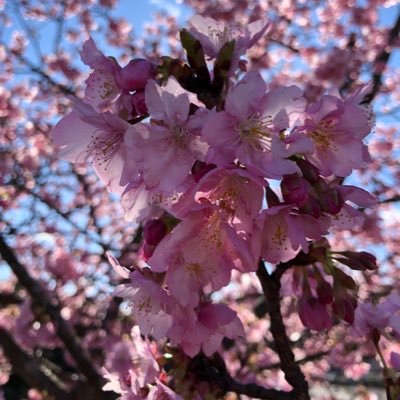 実技試験桜組に新規加入希望。 絶対合格する。必ず夢を叶える。絶対。