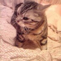 ねね (@springcherrry) 's Twitter Profile