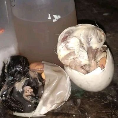 johnmichelapuya's profile picture. masarap