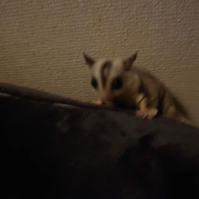 フクロモモンガを2匹飼ってます。
フクロモモンガのポーチ。ハンモック等ハンドメイドで販売しております(^^)
宜しくお願いします