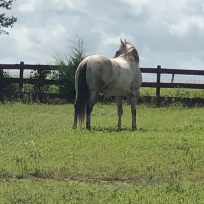 Blue in Texas. Stay in the Saddle.