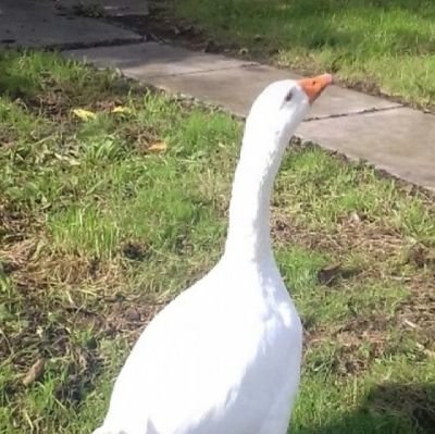 An Elegant Goose