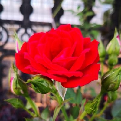 dgh511dgh's profile picture. 