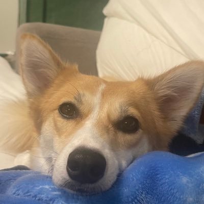 crypto animal