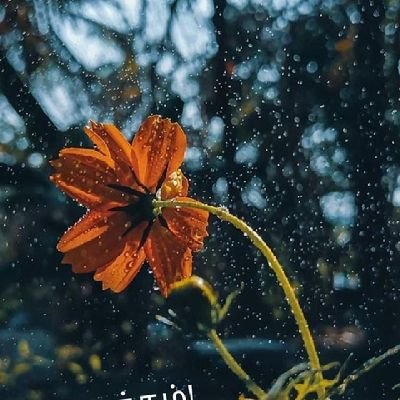 gthangadurai's profile picture. 🤡