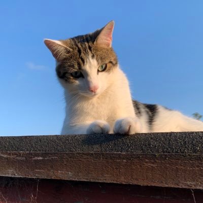 tacoplants's profile picture. 