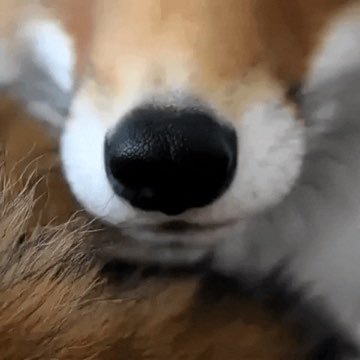 📡 The REAL fox news! | Created and curated by https://t.co/tBx2m7T7ug