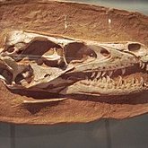 Tsaagan (@tsaagan1) Twitter profile photo