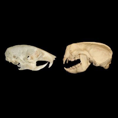 Disentangle the genetics, biomechanics, & evolution of mammalian skeletal diversity with @Tseng_ZJ, @LHlusko, & @Chris_J_Law!
NSF DBI-2128146 | #TeamOMAC