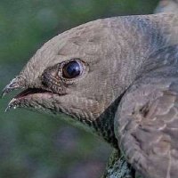 winghthawk (@winghthawk) 's Twitter Profile