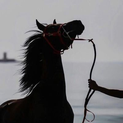اينما تجد الابداع تجدني. ومن هوايتي قراءة الشخصيات والاصابه ١٠٠٪ بعد مشيئه الله