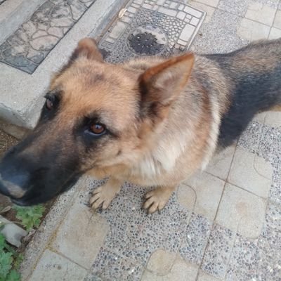 Lucking142's profile picture. Demon Slayer Freestyler