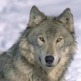 Lobofferoz's profile picture. Bushcraft 🍁🍂☀️🪵🔥