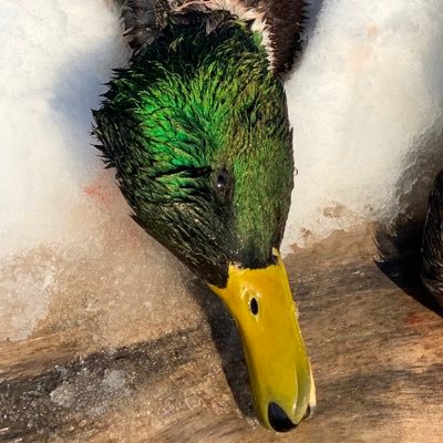 Orthopedic Radiologist, duck chaser, fly fisher, amateur investor.