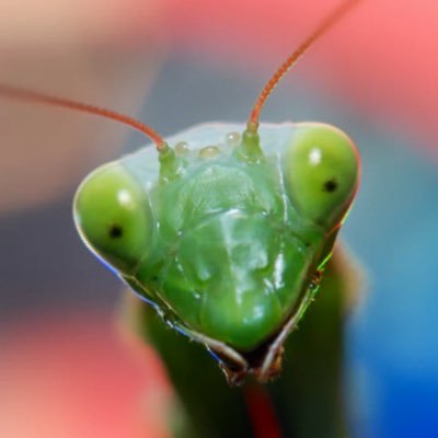 grasshopper1701 Profile Picture