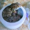 hatyukityu's profile picture. トカゲモドキとか色々飼育しております。

そしてサバゲーを嗜む民