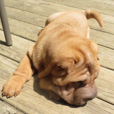 SpaDay16's profile picture. I'm a cat & dog LOVER