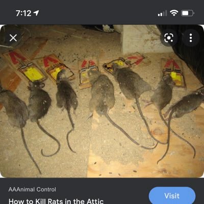 Fuck All Rats! Fuck Tesla Drivers! UPS 4 Eva Union Rep