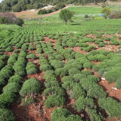 svolkan559's profile picture. 🧐🧐