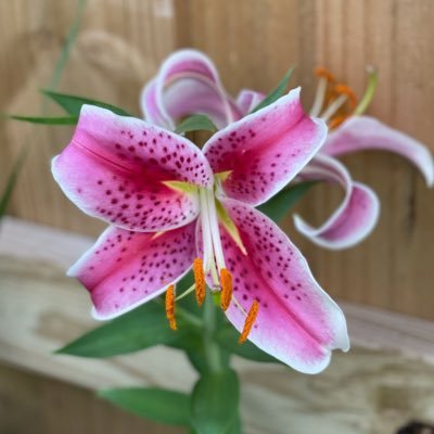 @Charlie_462