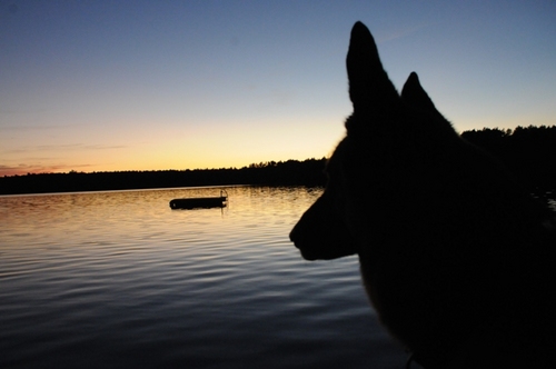 BostonC75's profile picture. I use to be Up all night with Truth, Justice, and the American way.Then I got promoted. My heart will always be with midnights & my German Shepherds.